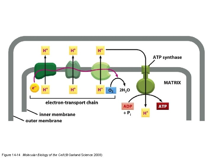 Figure 14 -14 Molecular Biology of the Cell (© Garland Science 2008)  Figure 14 -14 Molecular Biology of the Cell (© Garland Science 2008)