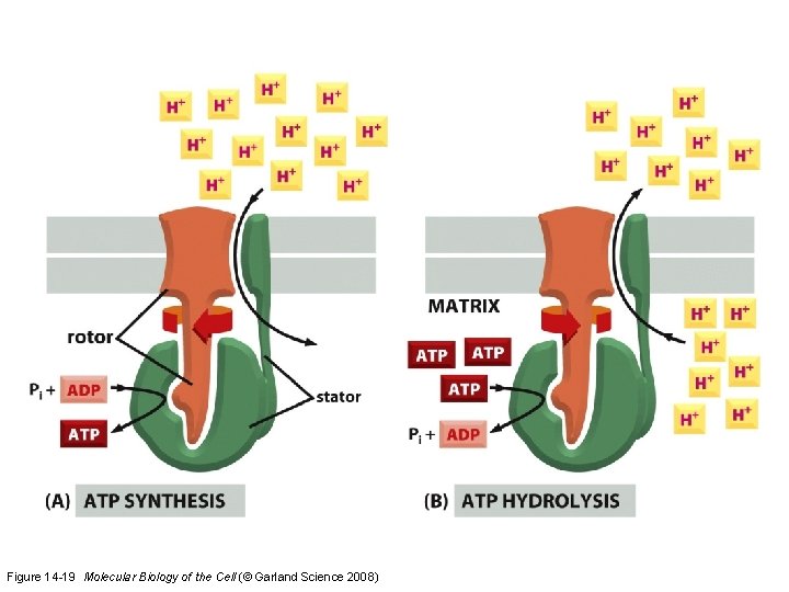 Figure 14 -19 Molecular Biology of the Cell (© Garland Science 2008)  Figure 14 -19 Molecular Biology of the Cell (© Garland Science 2008)