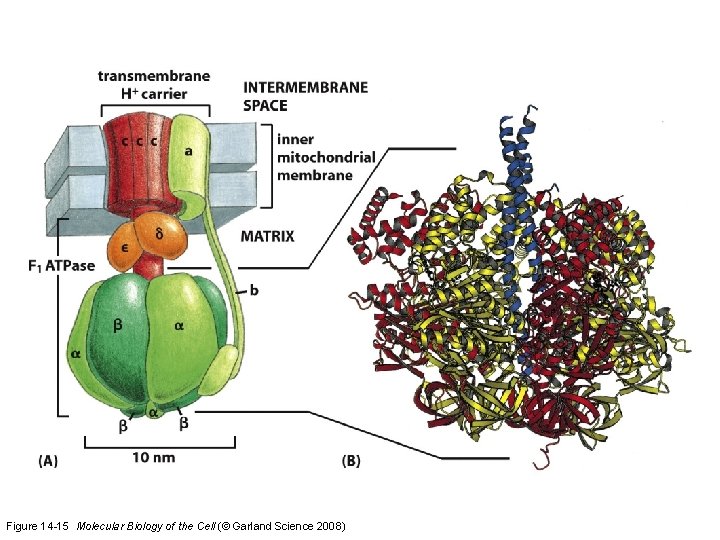 Figure 14 -15 Molecular Biology of the Cell (© Garland Science 2008)  Figure 14 -15 Molecular Biology of the Cell (© Garland Science 2008)
