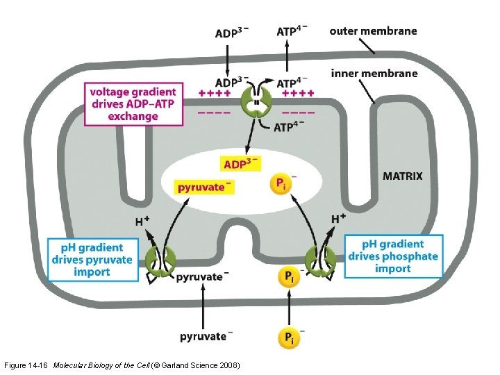 Figure 14 -16 Molecular Biology of the Cell (© Garland Science 2008)  Figure 14 -16 Molecular Biology of the Cell (© Garland Science 2008)