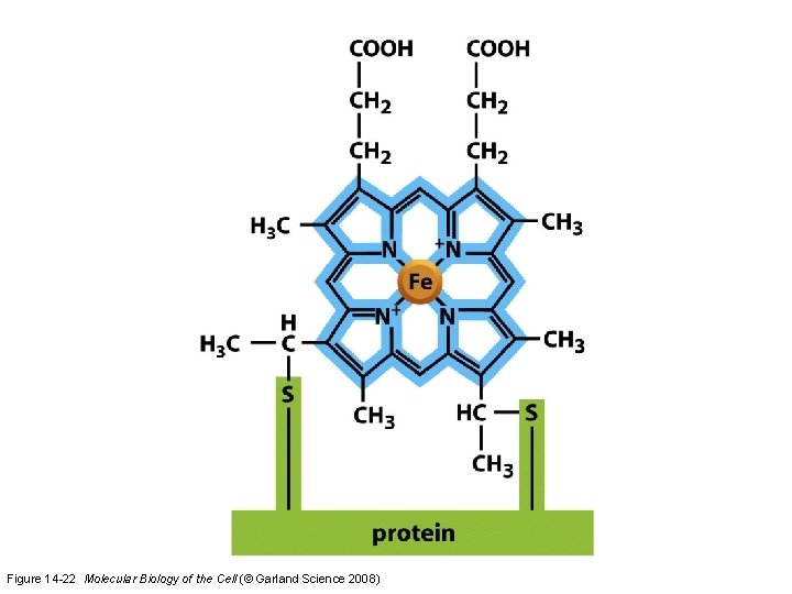 Figure 14 -22 Molecular Biology of the Cell (© Garland Science 2008)  Figure 14 -22 Molecular Biology of the Cell (© Garland Science 2008)