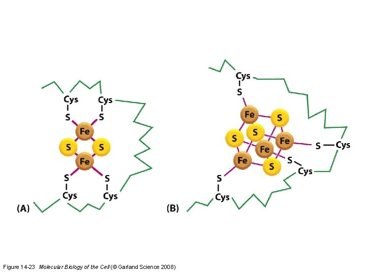 Figure 14 -23 Molecular Biology of the Cell (© Garland Science 2008)  Figure 14 -23 Molecular Biology of the Cell (© Garland Science 2008)