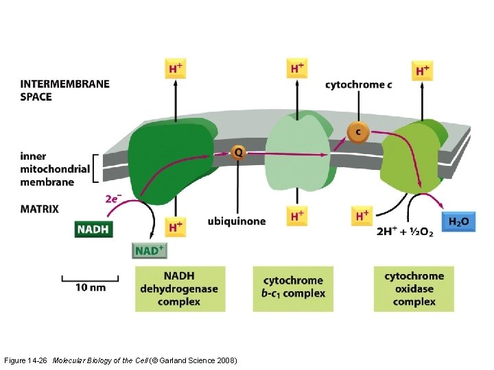 Figure 14 -26 Molecular Biology of the Cell (© Garland Science 2008)  Figure 14 -26 Molecular Biology of the Cell (© Garland Science 2008)