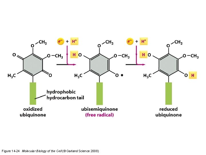 Figure 14 -24 Molecular Biology of the Cell (© Garland Science 2008)  Figure 14 -24 Molecular Biology of the Cell (© Garland Science 2008)