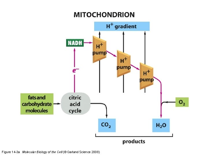 Figure 14 -3 a Molecular Biology of the Cell (© Garland Science 2008)  Figure 14 -3 a Molecular Biology of the Cell (© Garland Science 2008)