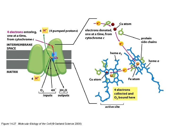 Figure 14 -27 Molecular Biology of the Cell (© Garland Science 2008)  Figure 14 -27 Molecular Biology of the Cell (© Garland Science 2008)
