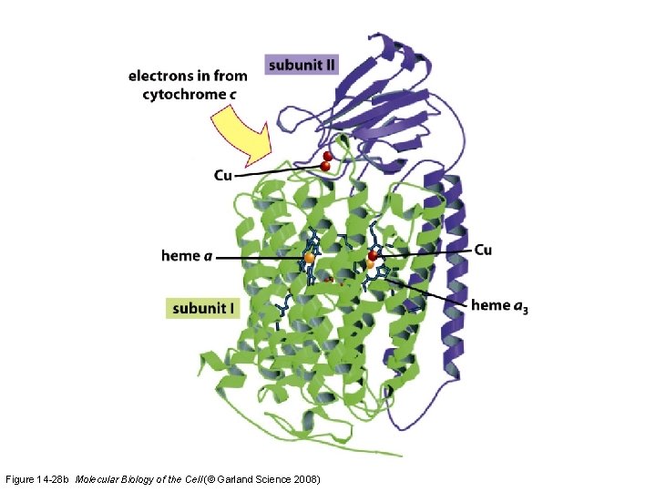 Figure 14 -28 b Molecular Biology of the Cell (© Garland Science 2008)  Figure 14 -28 b Molecular Biology of the Cell (© Garland Science 2008)