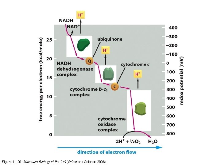 Figure 14 -29 Molecular Biology of the Cell (© Garland Science 2008)  Figure 14 -29 Molecular Biology of the Cell (© Garland Science 2008)