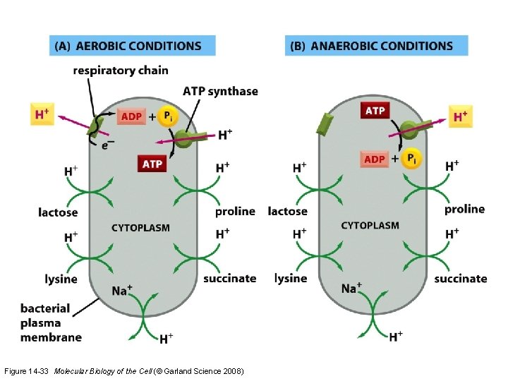 Figure 14 -33 Molecular Biology of the Cell (© Garland Science 2008)  Figure 14 -33 Molecular Biology of the Cell (© Garland Science 2008)