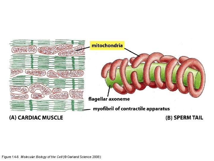Figure 14 -6 Molecular Biology of the Cell (© Garland Science 2008)  Figure 14 -6 Molecular Biology of the Cell (© Garland Science 2008)