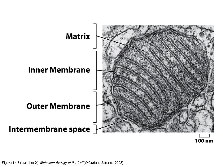 Figure 14 -8 (part 1 of 2) Molecular Biology of the Cell (© Garland Figure 14 -8 (part 1 of 2) Molecular Biology of the Cell (© Garland