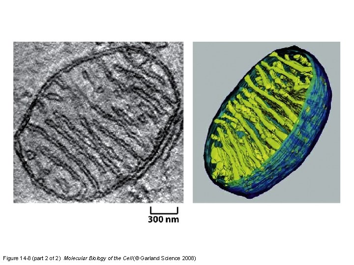 Figure 14 -8 (part 2 of 2) Molecular Biology of the Cell (© Garland Figure 14 -8 (part 2 of 2) Molecular Biology of the Cell (© Garland