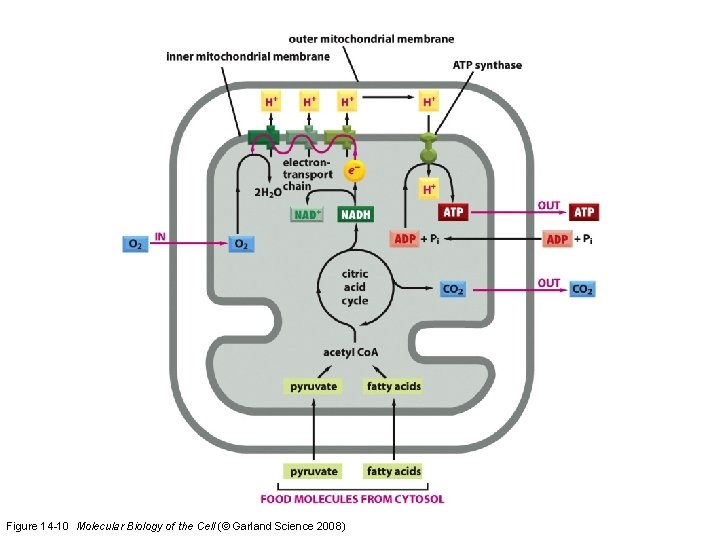 Figure 14 -10 Molecular Biology of the Cell (© Garland Science 2008)  Figure 14 -10 Molecular Biology of the Cell (© Garland Science 2008)