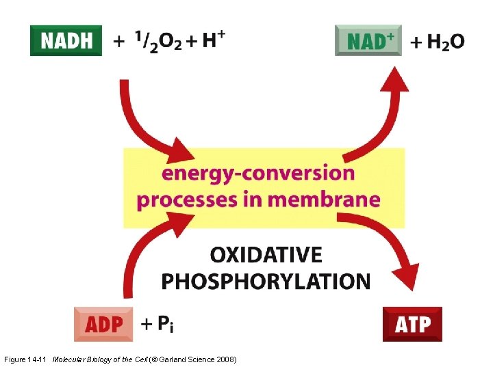 Figure 14 -11 Molecular Biology of the Cell (© Garland Science 2008)  Figure 14 -11 Molecular Biology of the Cell (© Garland Science 2008)