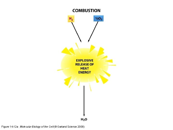 Figure 14 -12 a Molecular Biology of the Cell (© Garland Science 2008)  Figure 14 -12 a Molecular Biology of the Cell (© Garland Science 2008)