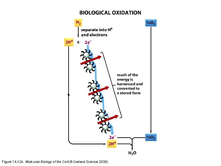 Figure 14 -12 b Molecular Biology of the Cell (© Garland Science 2008)  Figure 14 -12 b Molecular Biology of the Cell (© Garland Science 2008)