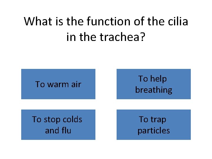 What is the function of the cilia in the trachea? To warm air To
