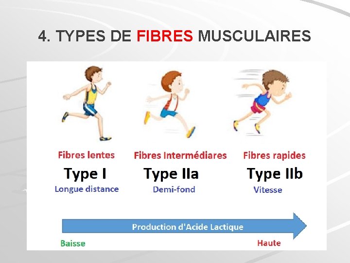 4. TYPES DE FIBRES MUSCULAIRES 