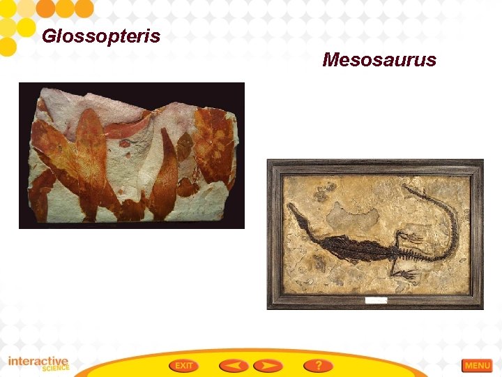 Glossopteris Mesosaurus 