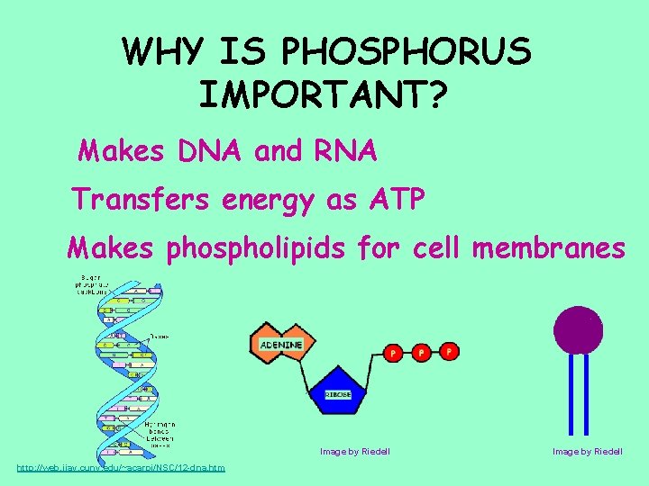 WHY IS PHOSPHORUS IMPORTANT? Makes DNA and RNA Transfers energy as ATP Makes phospholipids