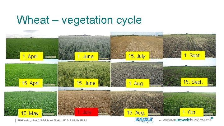 Wheat – vegetation cycle | 1. April 1. June 15. July 1. Sept. 15.