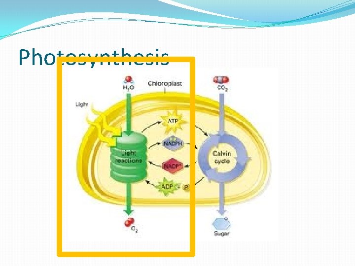 Photosynthesis 