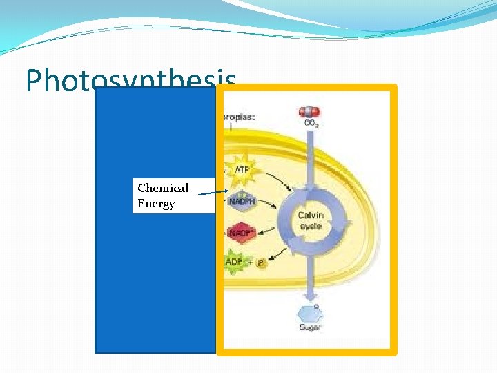 Photosynthesis Chemical Energy 