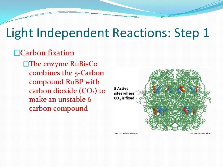 Light Independent Reactions: Step 1 �Carbon fixation �The enzyme Ru. Bis. Co combines the