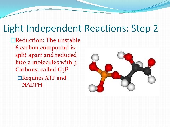 Light Independent Reactions: Step 2 �Reduction: The unstable 6 carbon compound is split apart