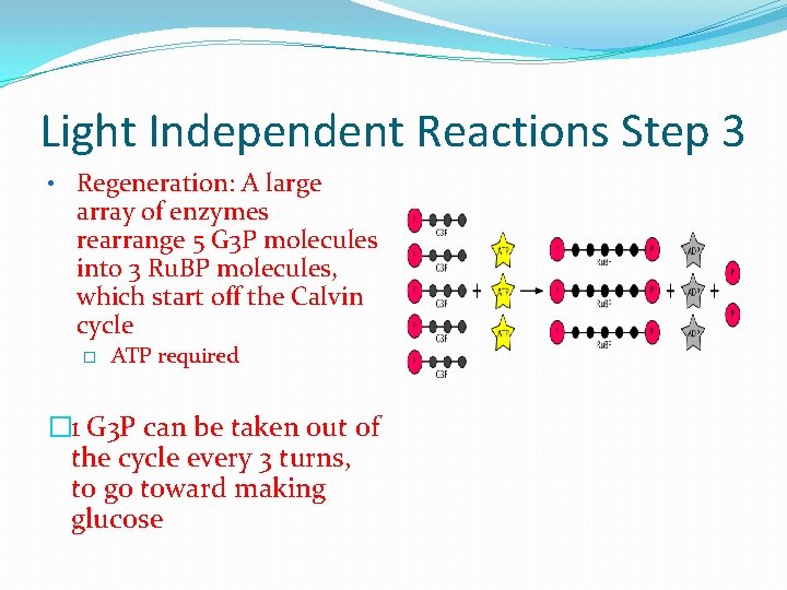 Light Independent Reactions Step 3 • Regeneration: A large array of enzymes rearrange 5