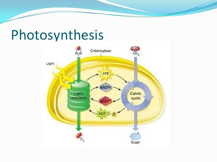 Photosynthesis 