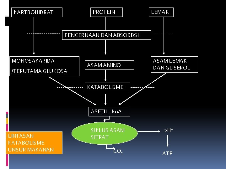 PROTEIN KARTBOHIDRAT LEMAK --------- PENCERNAAN DAN ABSORBSI MONOSAKARIDA /TERUTAMA GLUKOSA ASAM AMINO ------- KATABOLISME