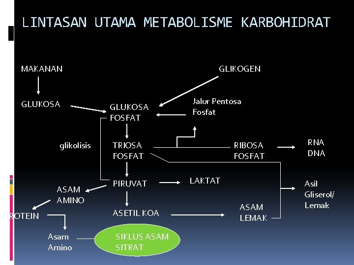 LINTASAN UTAMA METABOLISME KARBOHIDRAT GLIKOGEN MAKANAN GLUKOSA glikolisis ASAM AMINO GLUKOSA FOSFAT TRIOSA FOSFAT