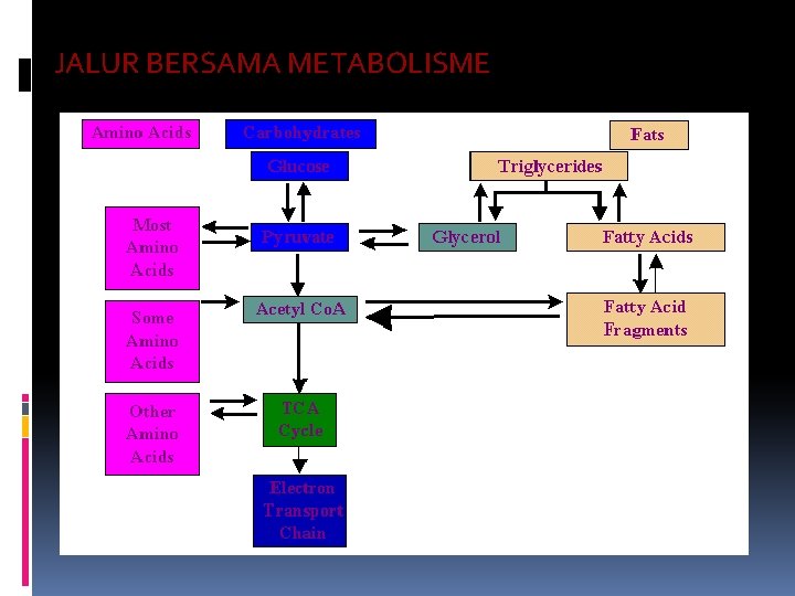 JALUR BERSAMA METABOLISME TRANSPORT ELEKTRON 