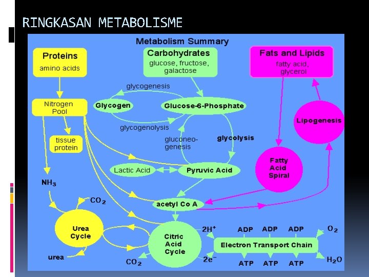 RINGKASAN METABOLISME 