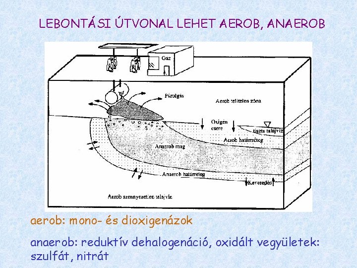 LEBONTÁSI ÚTVONAL LEHET AEROB, ANAEROB aerob: mono- és dioxigenázok anaerob: reduktív dehalogenáció, oxidált vegyületek: