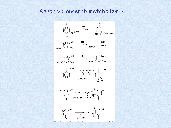 Aerob vs. anaerob metabolizmus 