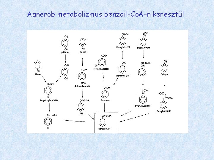 Aanerob metabolizmus benzoil-Co. A-n keresztül 