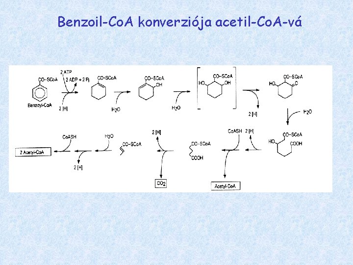 Benzoil-Co. A konverziója acetil-Co. A-vá 