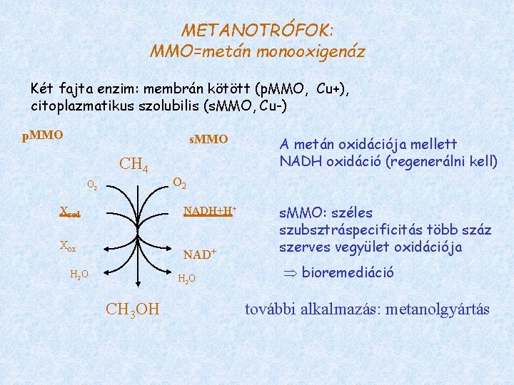 METANOTRÓFOK: MMO=metán monooxigenáz Két fajta enzim: membrán kötött (p. MMO, Cu+), citoplazmatikus szolubilis (s.