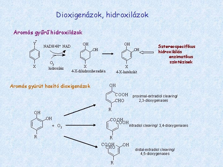 Dioxigenázok, hidroxilázok Aromás gyűrű hidroxilázok + Y X NADH+H+ NAD O 2 hidroxiláz OH