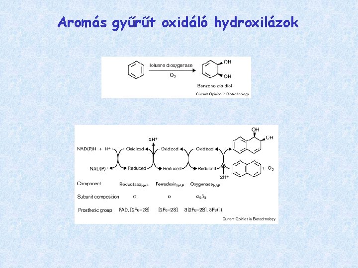 Aromás gyűrűt oxidáló hydroxilázok 