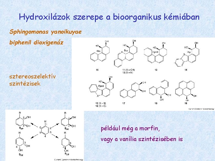 Hydroxilázok szerepe a bioorganikus kémiában Sphingomonas yanoikuyae biphenil dioxigenáz sztereoszelektív szintézisek például még a