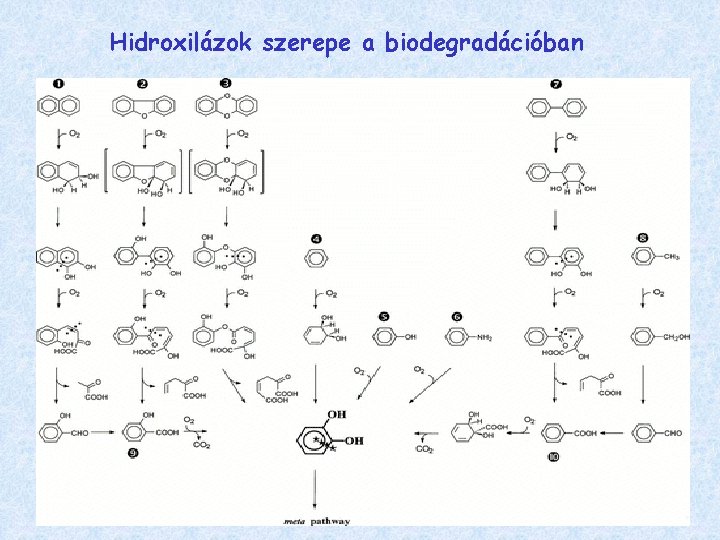 Hidroxilázok szerepe a biodegradációban 