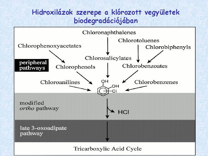 Hidroxilázok szerepe a klórozott vegyületek biodegradációjában 