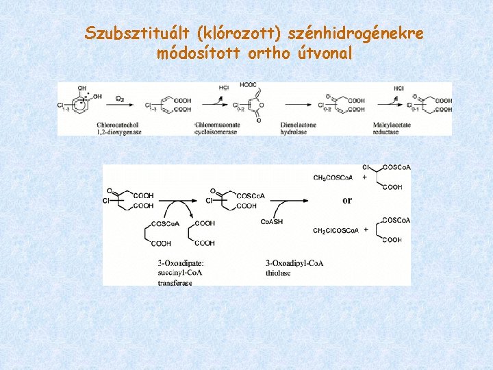 Szubsztituált (klórozott) szénhidrogénekre módosított ortho útvonal 