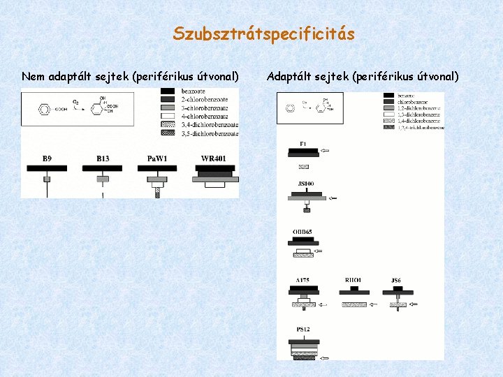 Szubsztrátspecificitás Nem adaptált sejtek (periférikus útvonal) Adaptált sejtek (periférikus útvonal) 