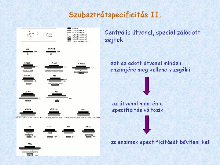 Szubsztrátspecificitás II. Centrális útvonal, specializálódott sejtek ezt az adott útvonal minden enzimjére meg kellene