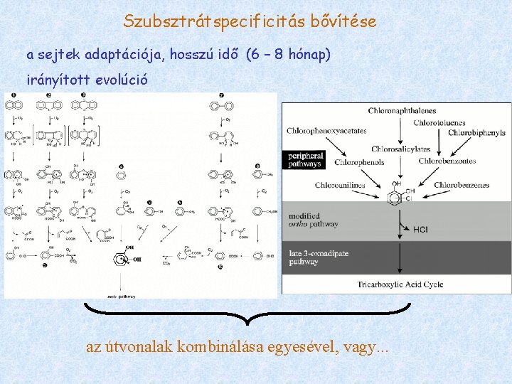 Szubsztrátspecificitás bővítése a sejtek adaptációja, hosszú idő (6 – 8 hónap) irányított evolúció az