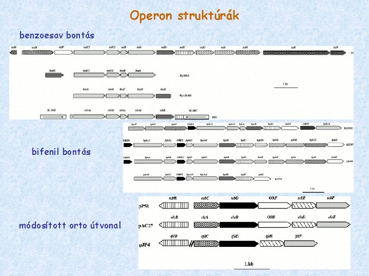 Operon struktúrák benzoesav bontás bifenil bontás módosított orto útvonal 